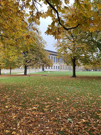 Trees in park during autumn