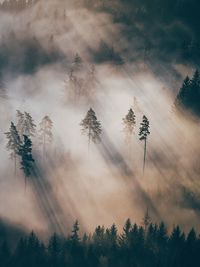Silhouette trees in fog