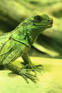 Close-up of green lizard