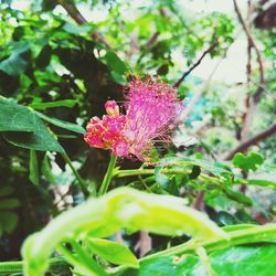 Close-up of pink flowering plant