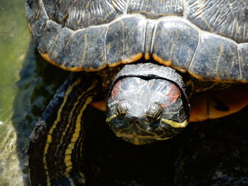 Close-up of turtle in water