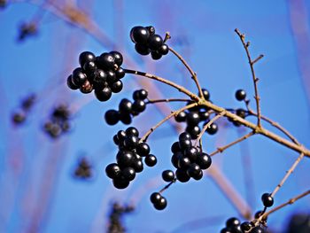 Close-up of berries growing on tree against sky