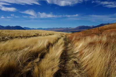 Scenic view of yellow landscape field against sky