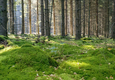 Pine trees in forest