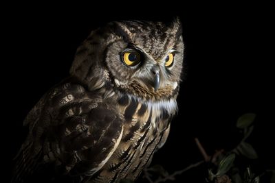 Close-up portrait of owl