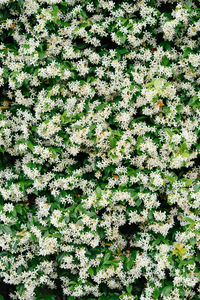 Full frame shot of flowering plants