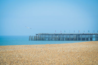 Birds on beach against clear sky