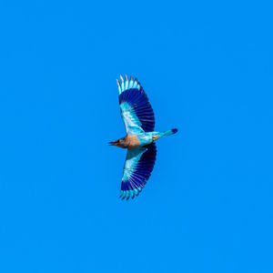 Low angle view of bird flying against clear blue sky