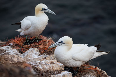 Close-up of bird