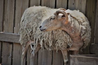 Sheep in a wooden fence