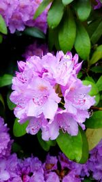 Close-up of pink flowers blooming outdoors