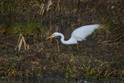 Close-up of gray heron perching on grass