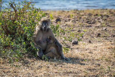 Portrait of chacma baboon with its baby in forest