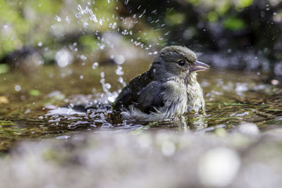 Close-up of sparrow in water