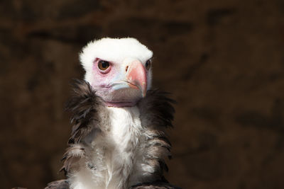 Close-up of a bird