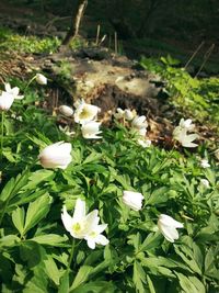 Close-up of white flowers blooming in field