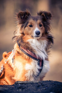 Portrait of dog looking away