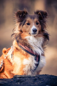 Close-up portrait of dog outdoors