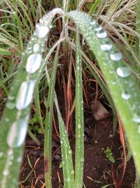 Close-up of raindrops on grass