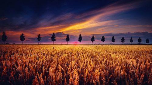 Crops growing on field against cloudy sky at sunset