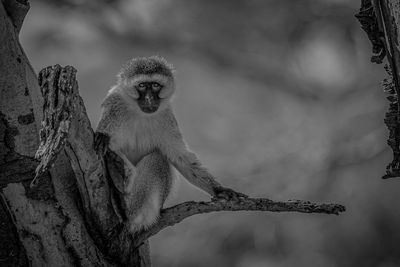 Portrait of woman sitting on branch against tree