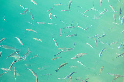 Full frame shot of fishes swimming in sea