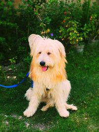 Portrait of a dog on field