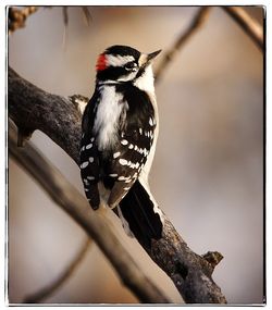 Close-up of bird perching on feeder