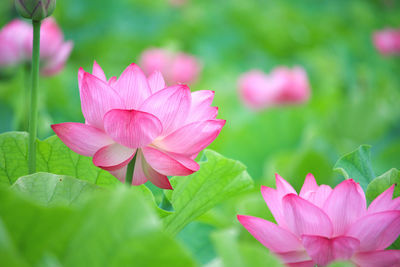 Close-up of pink lotus water lily