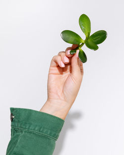 Cropped hand of woman holding plant against white background