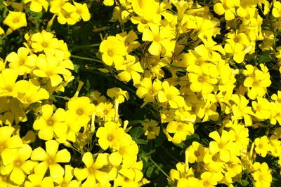 High angle view of yellow flowering plants