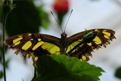 Close-up of butterfly on leaf