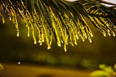 Close-up of raindrops on plant