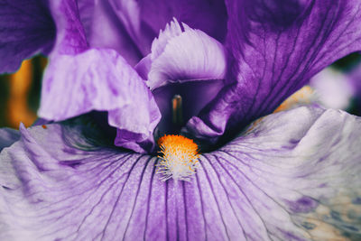 Close-up of purple crocus flower