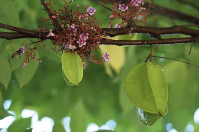 Close-up of flowering plant on tree