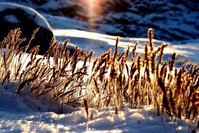 Close-up of frozen plants on field during winter