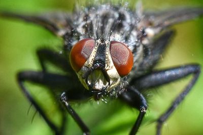 Close-up of insect on leaf