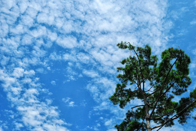 Low angle view of tree against sky