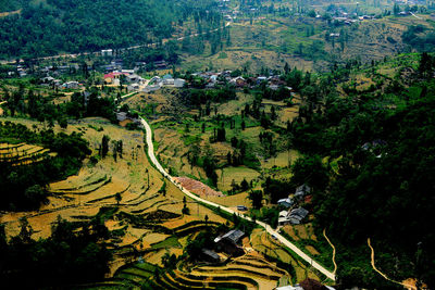 High angle view of trees and buildings in city