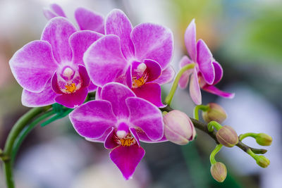 Close-up of pink orchids