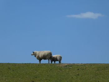 Sheep grazing in a field