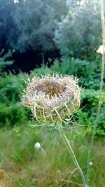 Close-up of thistle