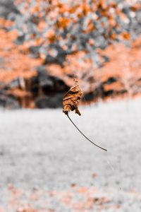 Close-up of dry autumn leaves on land