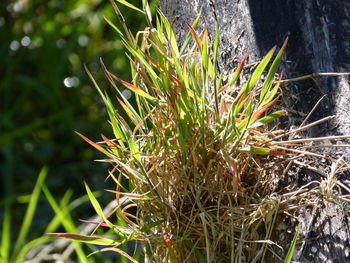 Close-up of grass growing on field