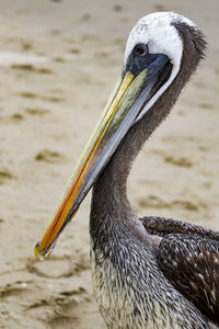 Close-up of bird