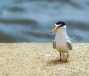 Close-up of bird on sand