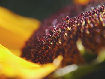 Close-up of flower against blurred background