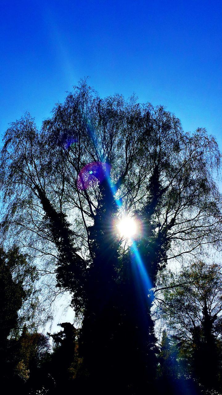 tree, low angle view, blue, clear sky, silhouette, sunlight, nature, growth, tranquility, sun, sky, beauty in nature, branch, sunbeam, lens flare, scenics, copy space, bare tree, tranquil scene, outdoors