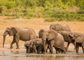 Elephants in the savanna of in zimbabwe, south africa