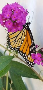 Close-up of butterfly pollinating on pink flower